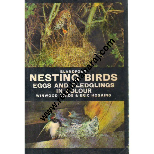 blandford nesting birds - Retail Maharaj