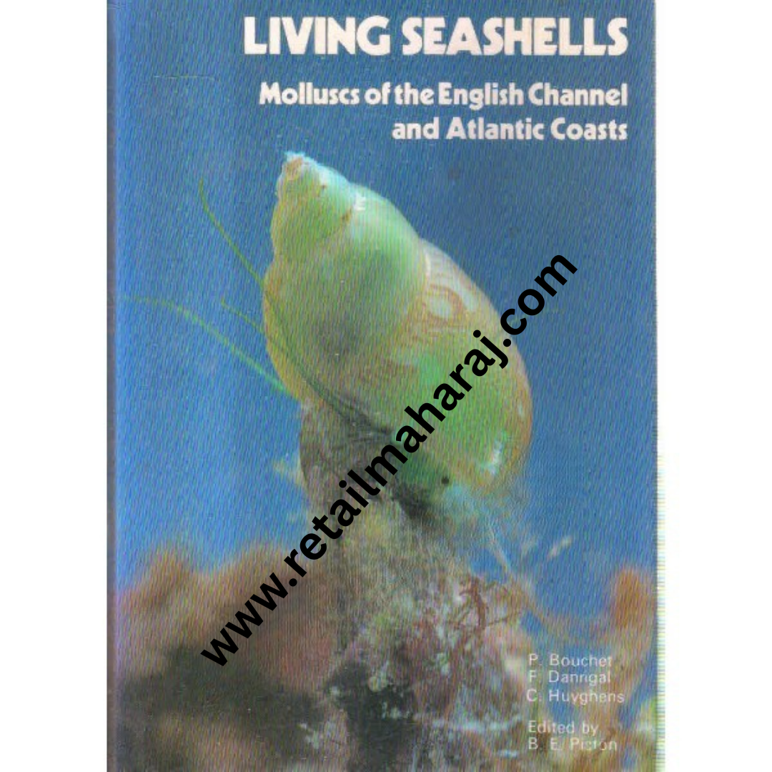 living seashells - Retail Maharaj