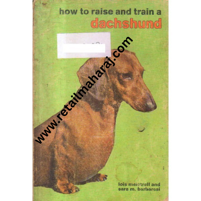 how to raise and train a dachshund - Retail Maharaj