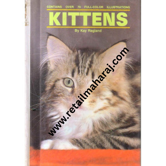 kittens - Retail Maharaj