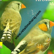 Zebra Finches - Retail Maharaj