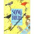 Song Birds. - Retail Maharaj