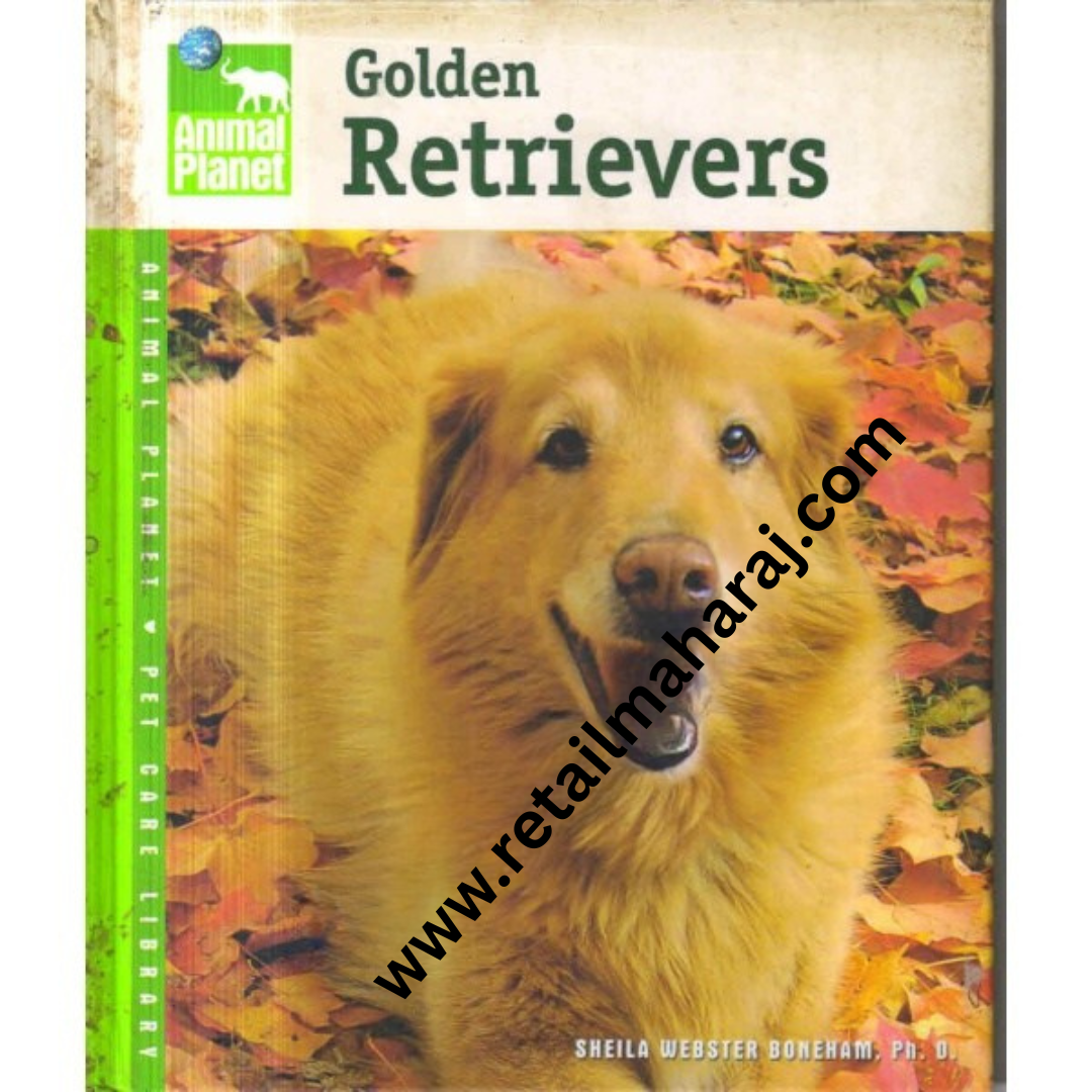 Golden Retrievers. - Retail Maharaj