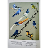 indian hill birds 1st edition - Retail Maharaj