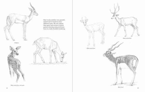 Approach to Drawing Animals Step by Step Guide for Artists by Gopal Nandurkar - Retail Maharaj