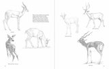 Approach to Drawing Animals Step by Step Guide for Artists by Gopal Nandurkar - Retail Maharaj