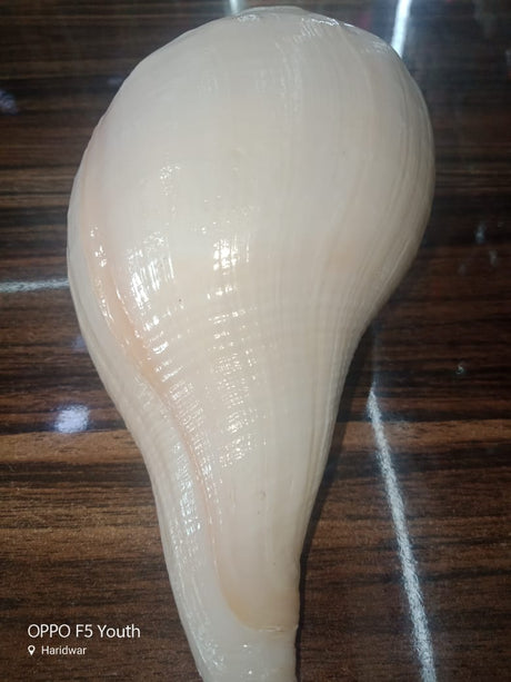 Retail Mahharaj Sacred Narshank from Rameshwaram for Divine Worship - Retail Maharaj