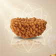 1 Mukhi Rudraksha Bead Original Certified Nepal Rudraksha for Shiv Bhakti Wealth Success and Spiritual Awakening - Retail Maharaj