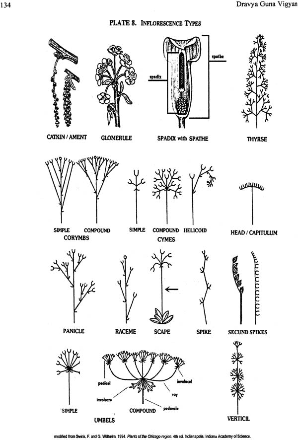 Dravya Guna Vigyan-II with Pharmacology (Comprehensive Study of Essential Medicinal Plants with Pharmacology as per CCIM Syllabus 2013-2014) - Retail Maharaj