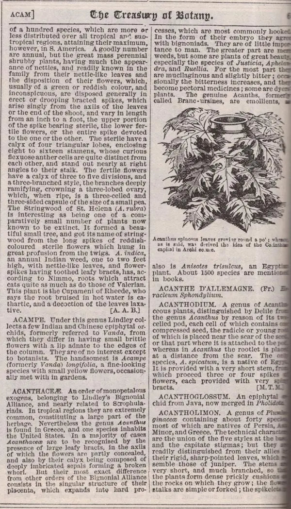 The Encyclopaedia or the Treasury of Botany of The Vegetable Kingdom with Glossary of Botanical Terms