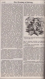 The Encyclopaedia or the Treasury of Botany of The Vegetable Kingdom with Glossary of Botanical Terms