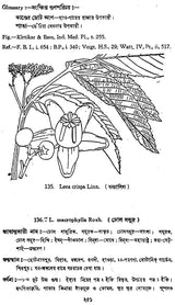ভারতীয় বনৌষধি (সচিত্র): Indian Herbal Medicine Illustrated (Set of 6 Volumes)