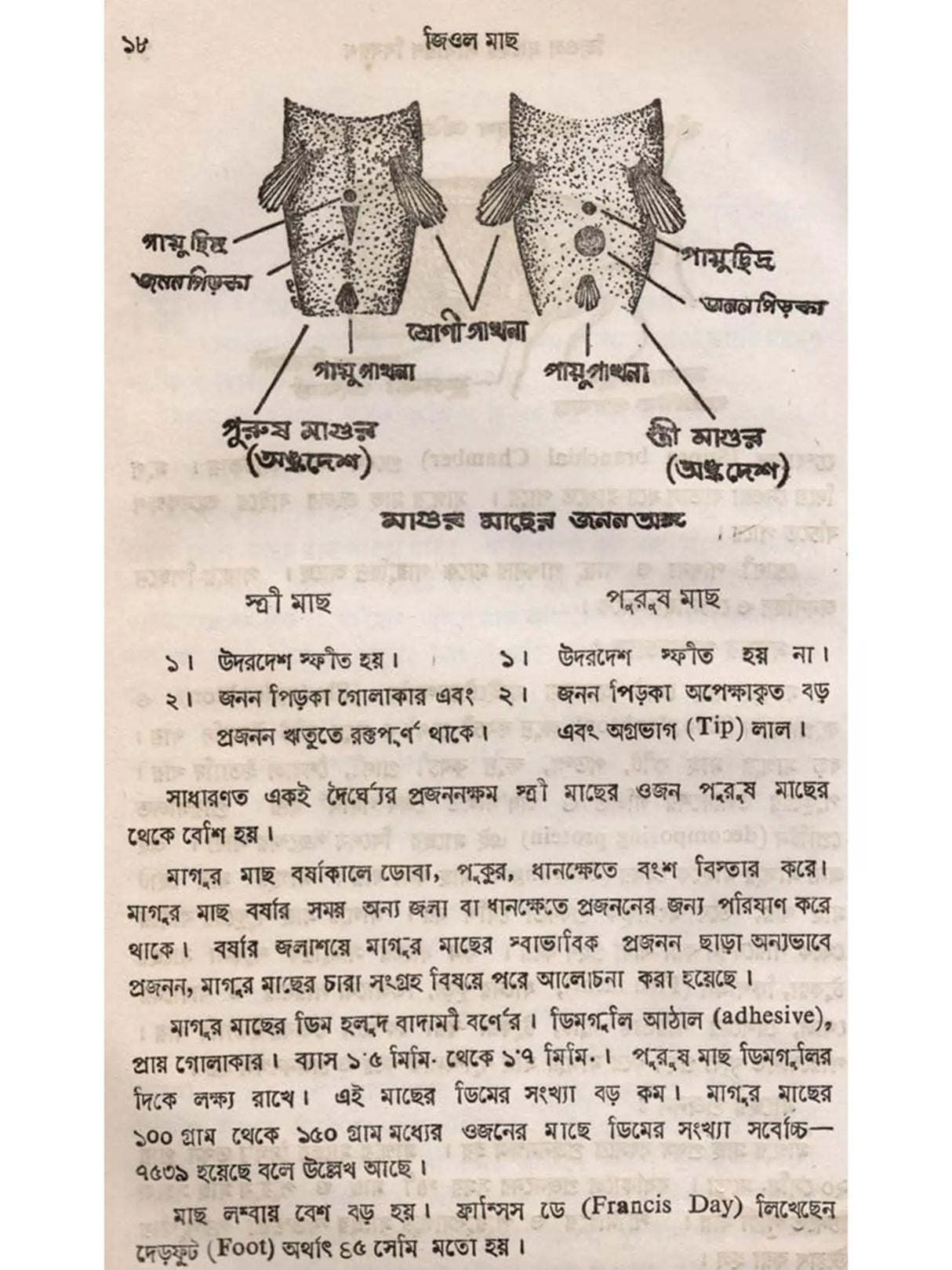 জিওল মাছ (Jiol Machh)