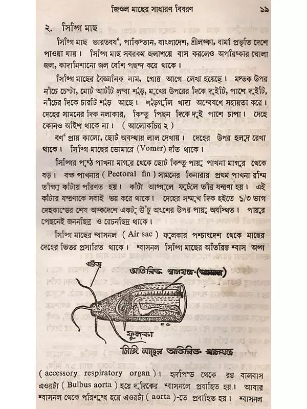 জিওল মাছ (Jiol Machh)