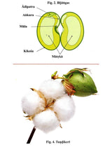 Primer of Ancient Indian Botany