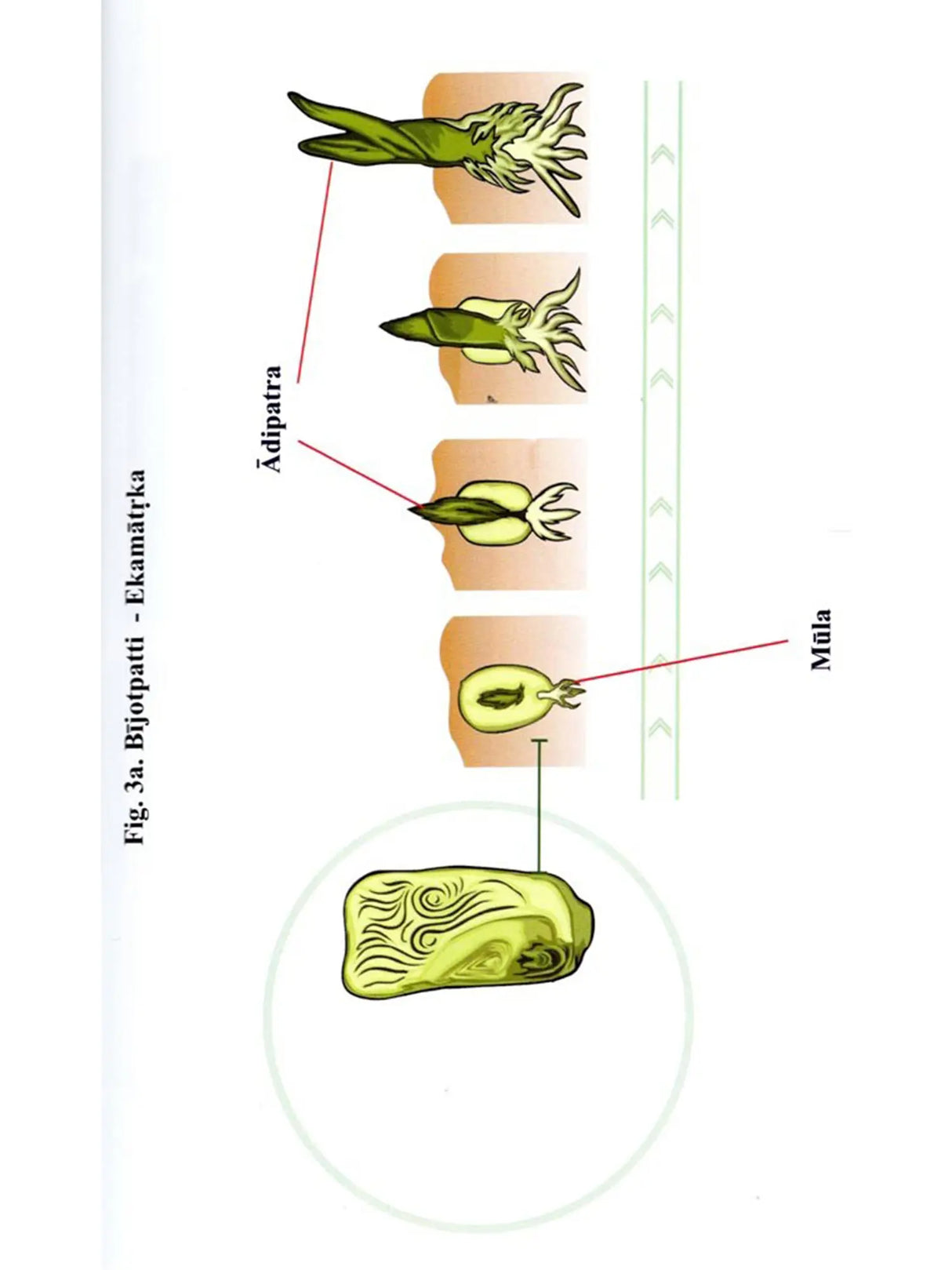 Primer of Ancient Indian Botany