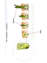 Primer of Ancient Indian Botany