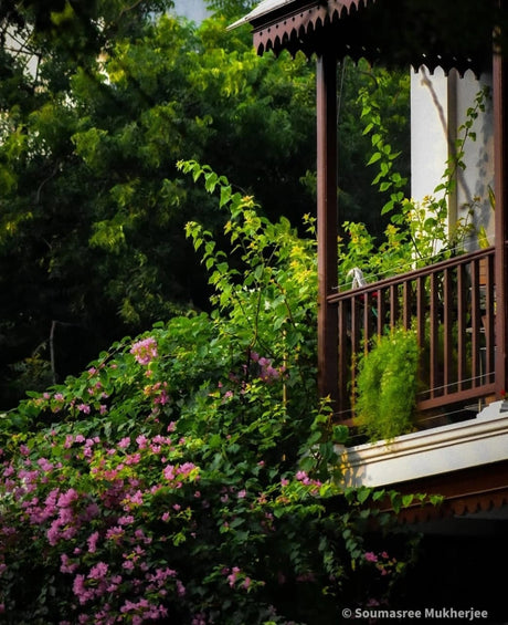 Veranda in Bloom: Colonial Charm Meets Nature's Elegance - Retail Maharaj