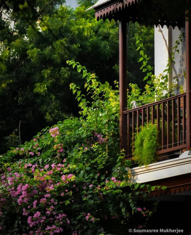 Veranda in Bloom: Colonial Charm Meets Nature's Elegance - Retail Maharaj