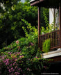 Veranda in Bloom: Colonial Charm Meets Nature's Elegance - Retail Maharaj