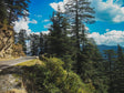 Whispers of the Pines: Journey Through the Himalayas - Retail Maharaj