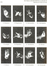Pictorial & Descriptive Glossary of Bharata’s Natyasastra (A Student's Companion) - Retail Maharaj