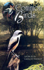Common Birds - Retail Maharaj