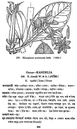 Indian Herbal Medicine in Bengali (Vol-II An Old Book)