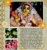 The Flower Garden of Radha-Damodara - Retail Maharaj