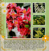 The Flower Garden of Radha-Damodara - Retail Maharaj