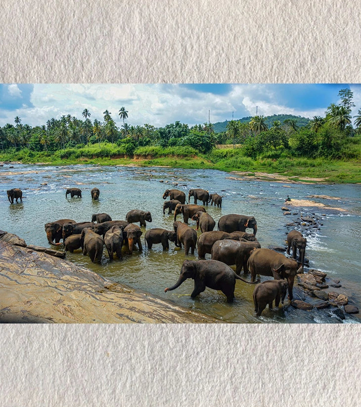 Bathing Together – Elephants of Pinnawala | Fine-Art Photograph by Sayantan Sengupta