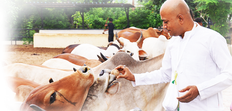 Gau Seva Divya Karma Offering to Lord Krishna - Retail Maharaj