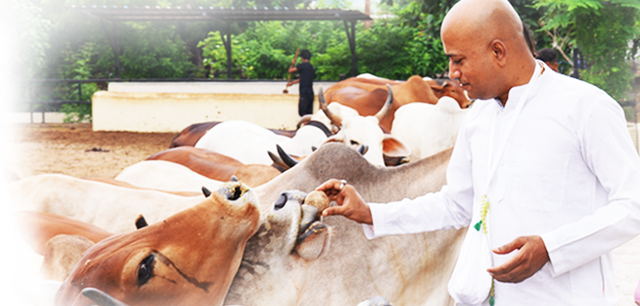 Gau Seva Divya Karma Offering to Lord Krishna - Retail Maharaj